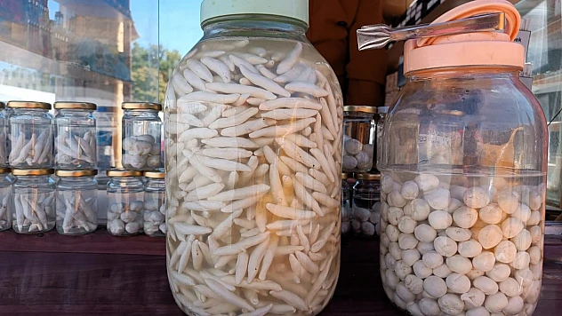 Darende'de Kenger Sakızı İçin Coğrafi İşaret Başvurusu