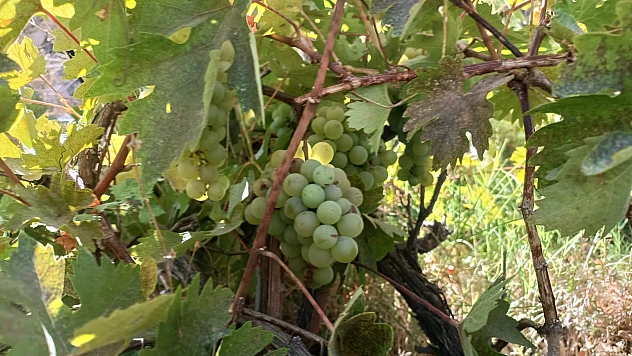 Darende'de Üzümcülük Kayboluyor, Yerini Kayısıya Bıraktı