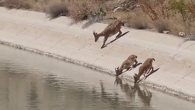 Darende'nin Dağlarında Doğal Güzellik: Yaban Keçileri
