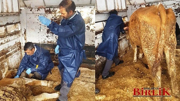 Depremde Göçük Altında Kalan Hayvanlara Tedavi Uygulandı