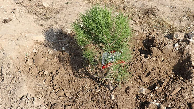 Doğaseverler dikkat: Yanmış ormanlarda önce hasar tespiti yapılmalı