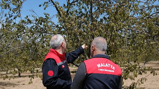 Don Hasarından Sonra Meyve Bahçelerinde Yapılması Gerekenler İle İlgili Önemli Uyarılar