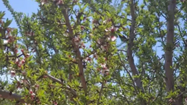 Donun Vurduğu Malatya'da Badem Ağaçları Çiçek Açtı