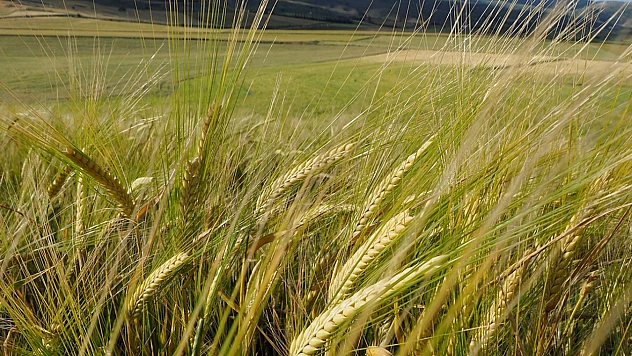 Dünya Arpa Üretimi 143 Milyon Tonu Aştı: Pazarda Üç Büyük Hâkimiyetini Koruyor