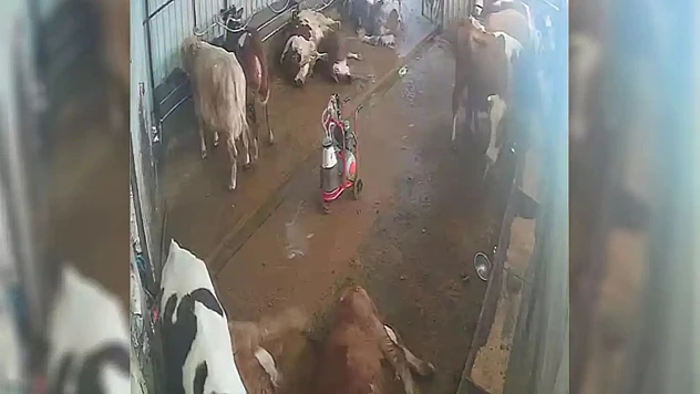 Elektrik akımına kapılan büyükbaş hayvanlar telef oldu