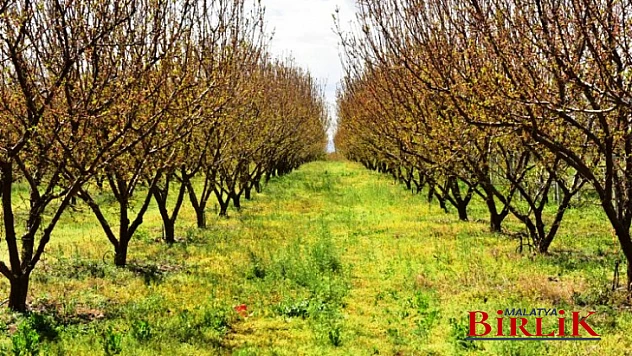 Ergun, Don Sebebiyle Kayısı Üreticilerinin Yaşadıkları Sıkıntıları Meclis'e Taşıdı