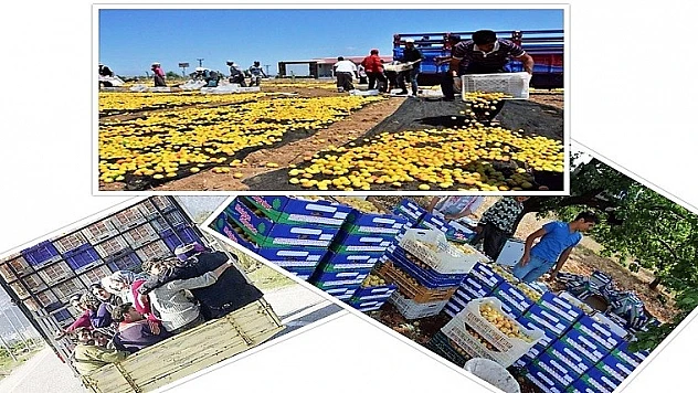 Mevsimlik İşçi Taşıma Kuralları