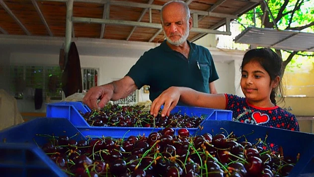 Fotoğraf Severler 'Kiraz Bahçelerini' Objektiflerine Yansıttı