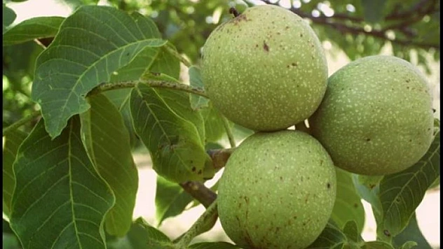 Ceviz Yaprağının Öyle Faydaları Var Ki!