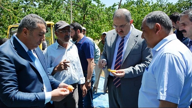 Vali Kaban, Kayısı Hasadını Yerinde İnceledi 