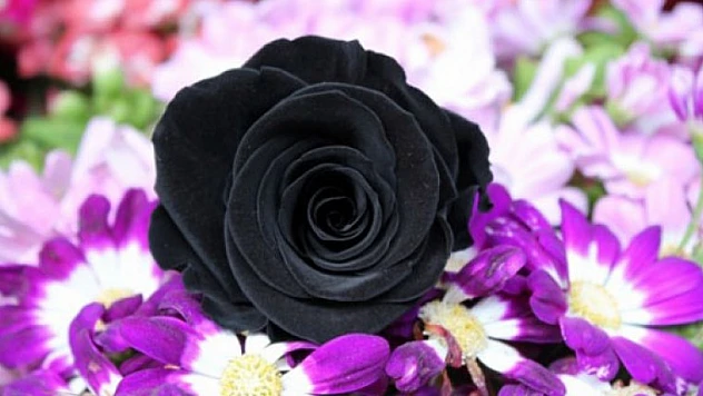 Dayanıklı İthal 'Siyah Gül'ün Fiyatı El Yakıyor