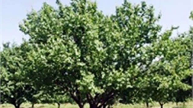 Kayısıda Sonbahar Bakımı