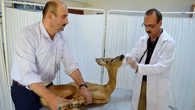Yavru Karacanın Durumu Gayet İyi, Doğaya Bırakacağız