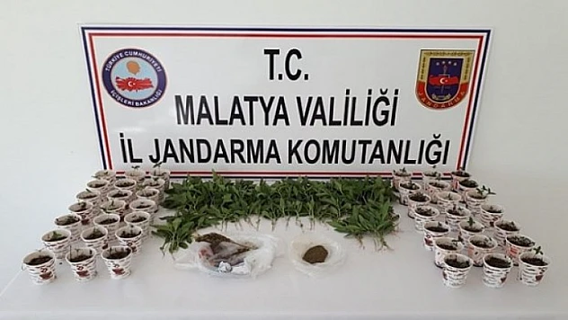 Çiçek Saksısı İçerisinde Esrar Yetiştirmiş