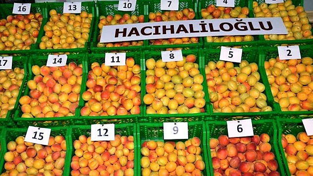 Yaş Kayısı Fiyatları Sürekli Düşüyor