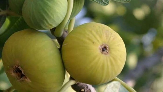 Kilosu 15 TL'den Satılmaya Başladı