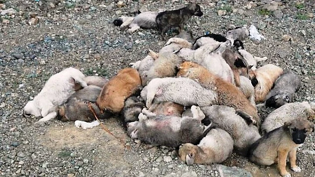 Ağbaba, Hayvanları Koruma Yasası Hayvanları Korumuyor