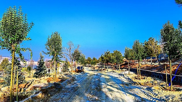 15 Bin Ağaç Ve Bodur Bitki Dikimi Yapıldı