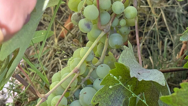 Gurbetçilik ve Tarım Tercihleri, Günpınar'ın Bağcılık Geleneğini Bitirdi