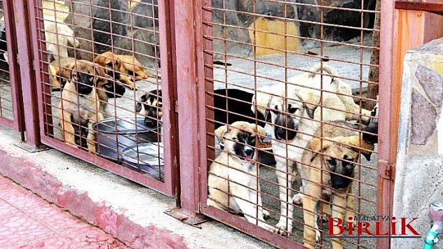 Gürkan,Yaratılanı Severiz Yaratandan Ötürü Temel Felsefemiz Ve Değerimizdir