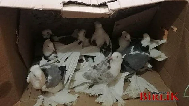Güvercin Hırsızları Yakayı Ele Verdi