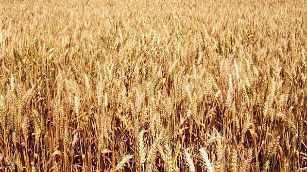 Buğday Sigortanızı Bir An Önce Yaptırın!