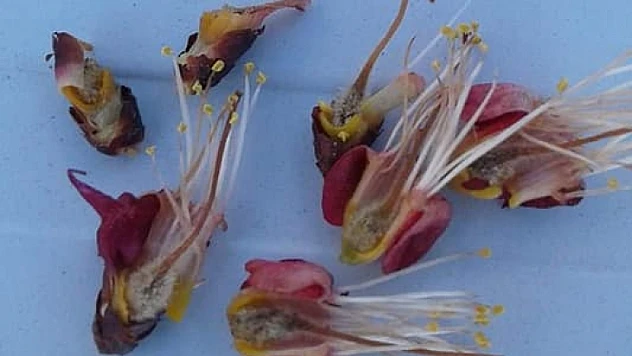 Ağbaba, Üreticinin Zararları Tesbit Edilmeli, Kayıplar Karşılanmalı