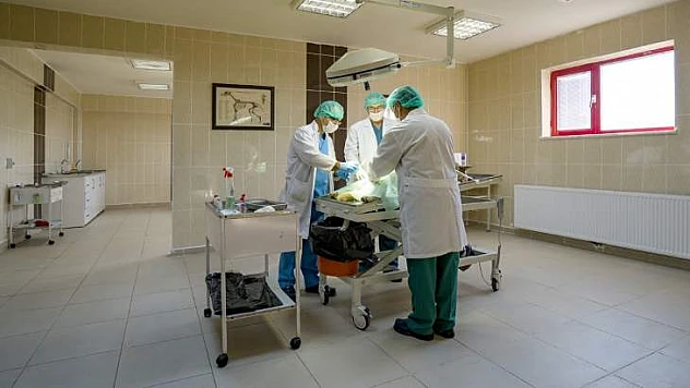 2018 Yılı İçerisinde 1942 Sokak Hayvanının Bakımı Yapıldı