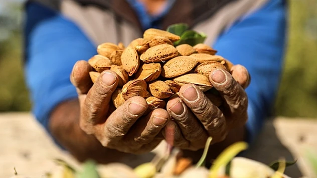 Darendeli Çiftçi Badem Hasadına Başladı