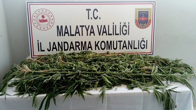 Bin 730 Kök Kenevir, Yakılarak İmha Edildi