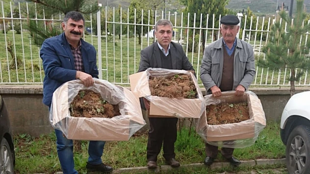 Çiftçilere Çilek Fidesi Dağıtıldı