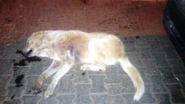 Arapgir Belediyesinden Köpek Katliamı