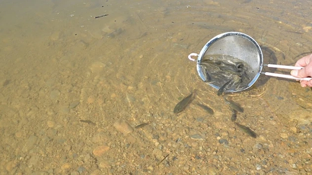 Beylerderesi Baraj Göletine 10 Bin Adet Pullu Sazan Bırakıldı