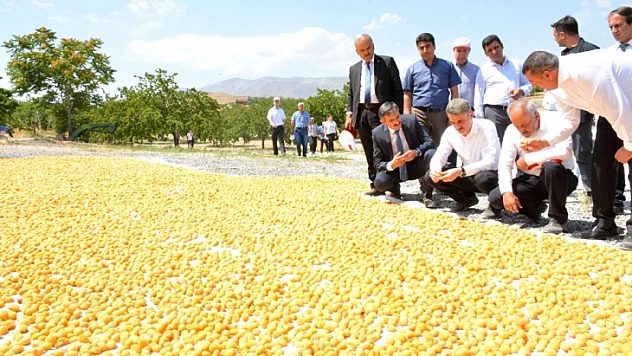 Malatya'da Kayısı Hasadı Başladı
