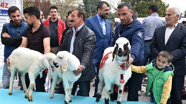 Malatyalı 30 Yetiştirici, Kuzularının 'En Güzel' Seçilmesi İçin Yarıştı