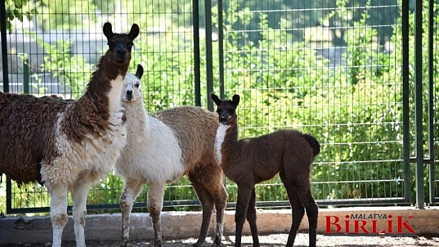 Hayvanat Bahçesi 78 Türden 1250 Hayvana Ev Sahipliği Yapıyor
