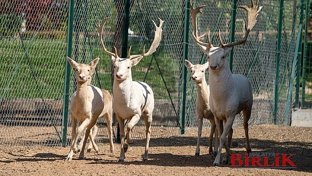 Hayvanat Bahçesi Kapılarını Ziyaretçilerine Açıyor