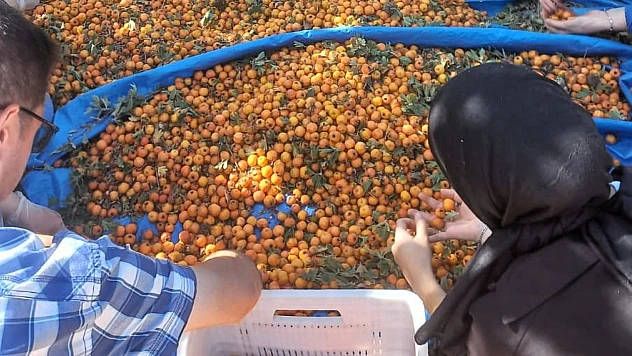 Hekimhan'da Alıç Sezonu Başladı