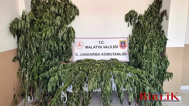 Jandarma'dan Uyuşturucu Tacirlerine Operasyon