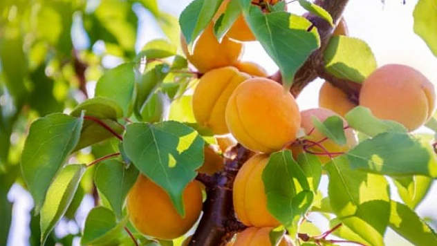 Kayısı Ağaçlarını Kışa Hazırlayın: Bordo Bulamacı Uygulaması Başlıyor