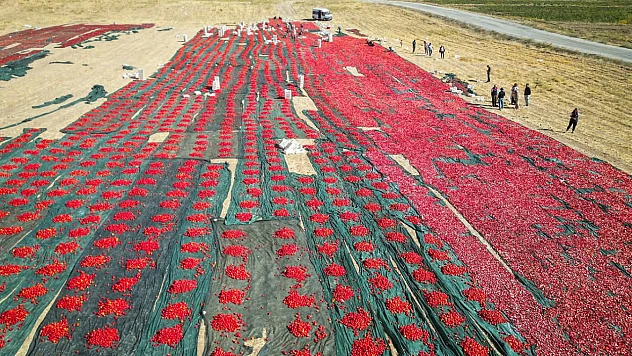 Kayısı Başkentinde Domates Hasadı: İhracata Katkı Sağlayacak