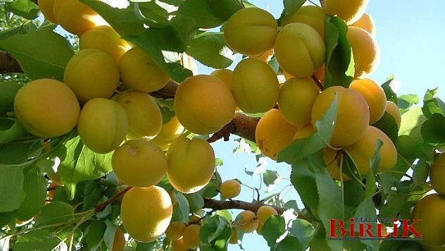 Kayısı İçin Sigorta Zamanı