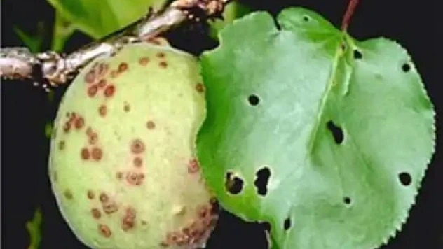 Kayısı Üreticilerine 'Çil ve 'Monilya' Hastalığı Uyarısı