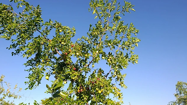 Kayısıya Alternatif: Malatyalı Üretici Hünnapta Siparişlere Yetişemiyo
