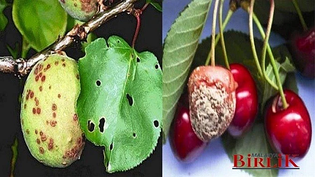 Kayısıyı Bu Seferde Monilya Hastalığı Vurdu