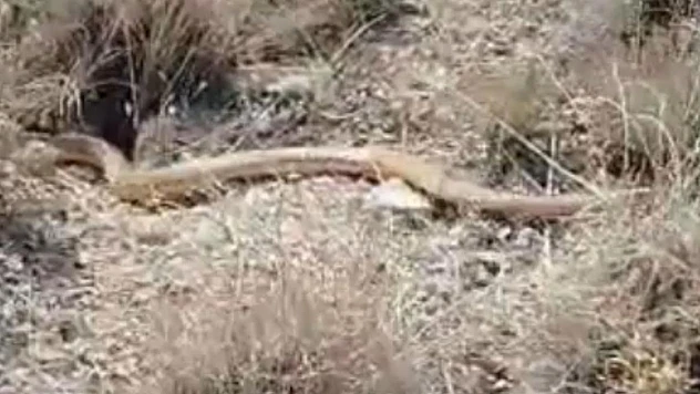 Kırmızı Yılan Kemirgen ve Kuşlarla Besleniyor