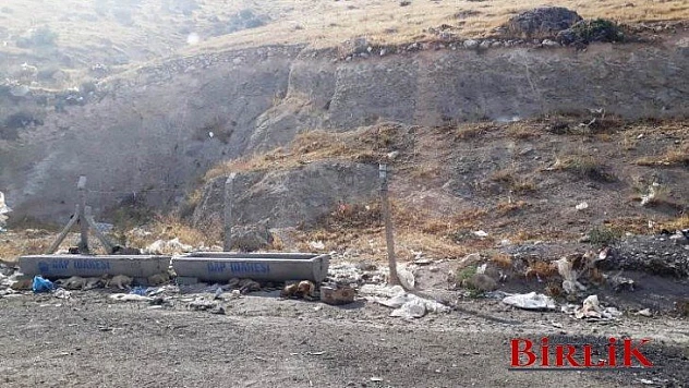 Köpekler Kötü Koşullar İçerisinde Yaşıyor İddiası