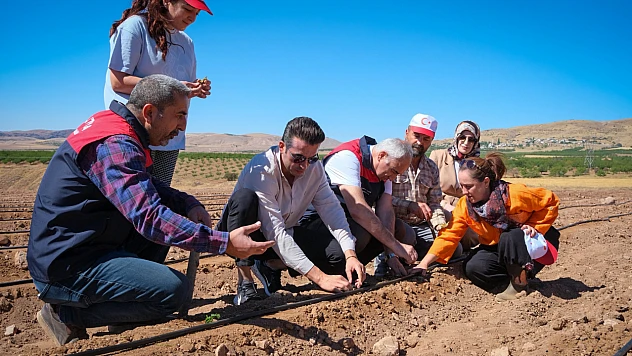 Kuluncak'ta Organik Çilek Üretimi İçin Fide Dağıtımı Gerçekleştirildi