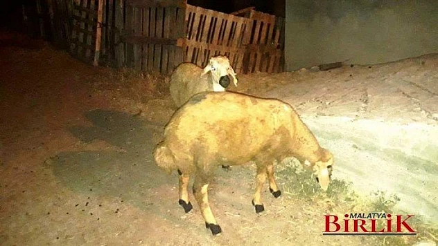 Kurban Bayramı Yaklaştı Hırsızlar Çoğaldı