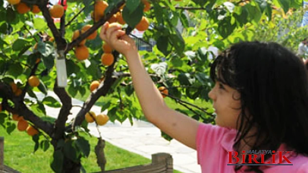 Malatya 2020 Yılı Kayısı Rekoltesi Tahmini